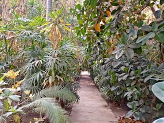 A vibrant tropical dry forest with pathways and lush greenery inviting exploration.