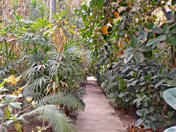 A vibrant tropical dry forest with pathways and lush greenery inviting exploration.