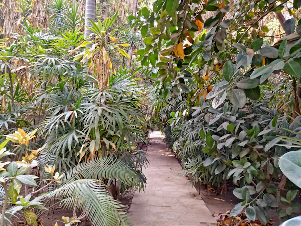A serene jungle path lined with traditional plants used in sacred ceremonies.