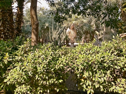 A lush native garden thriving in Southern California.