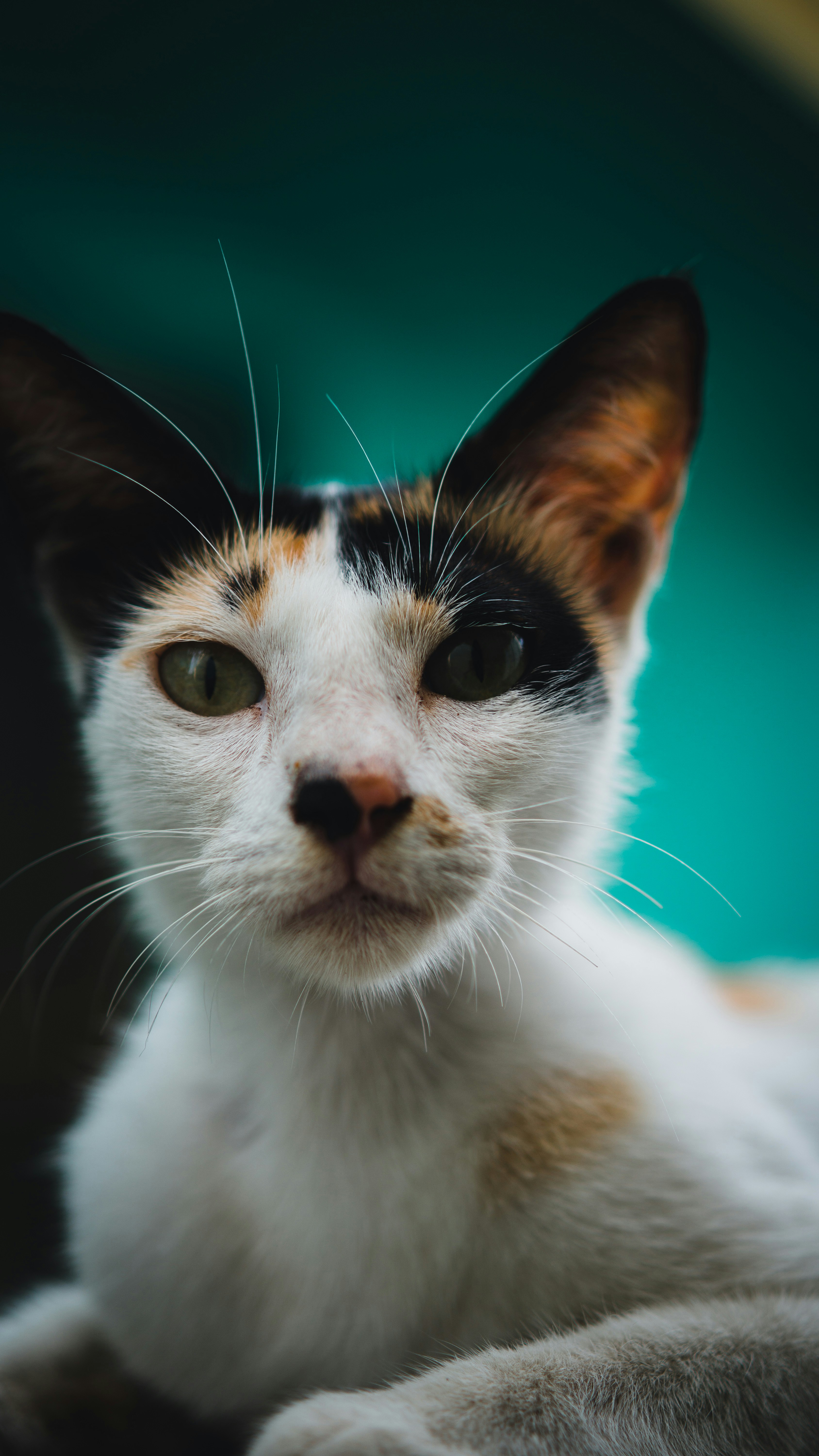 Photo by vinayak_chowdhary