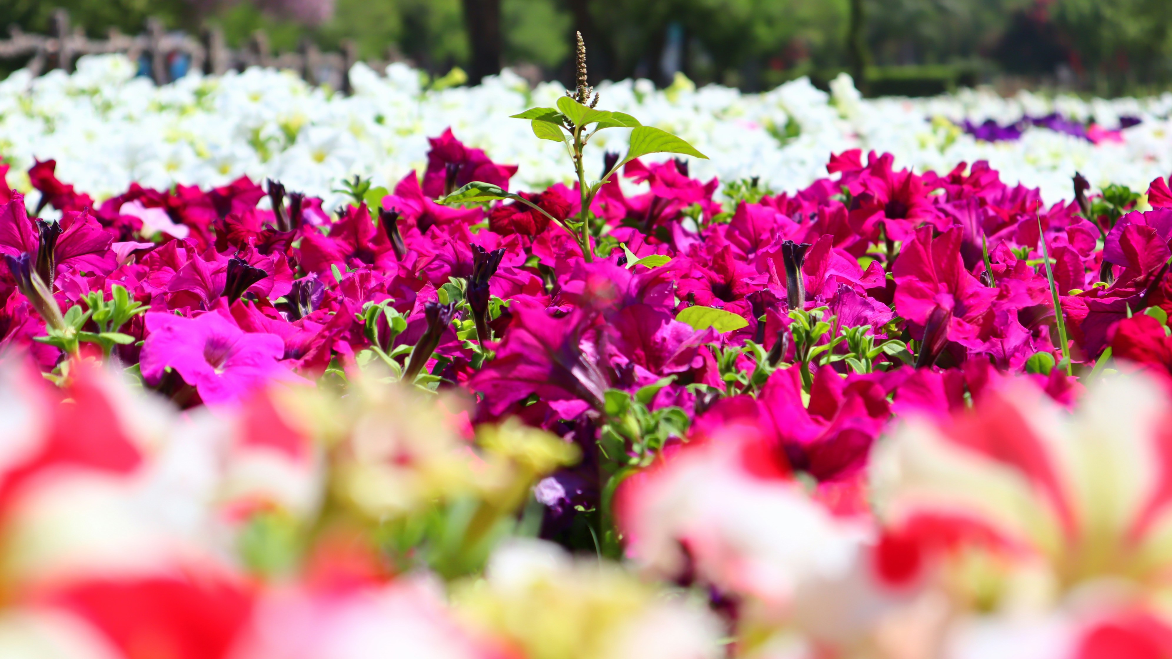 Photo by alisha_nazeer