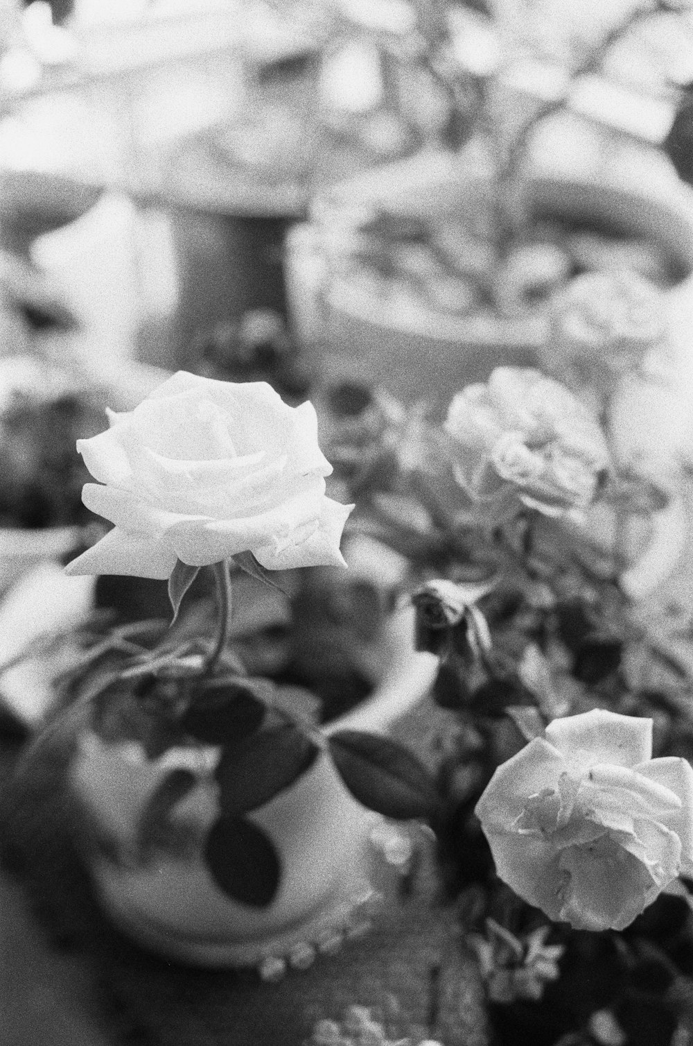 a black and white photo of flowers in vases