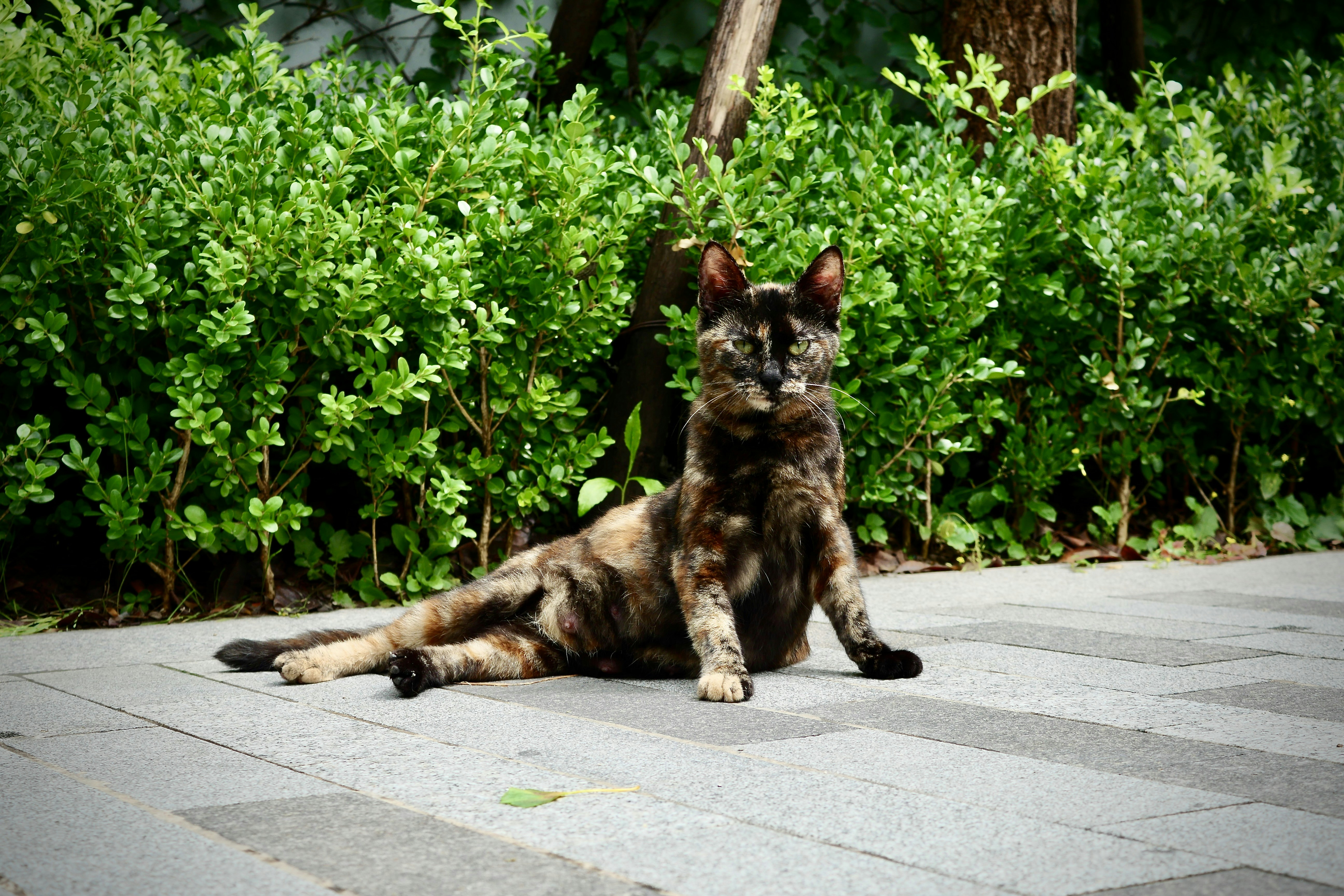 a cat sitting on the ground in front of some bushes