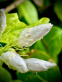 Close-up of delicate jasmine tea buds floating atop a jade-green brew, evoking the 'snowfall in a jade pool' effect.