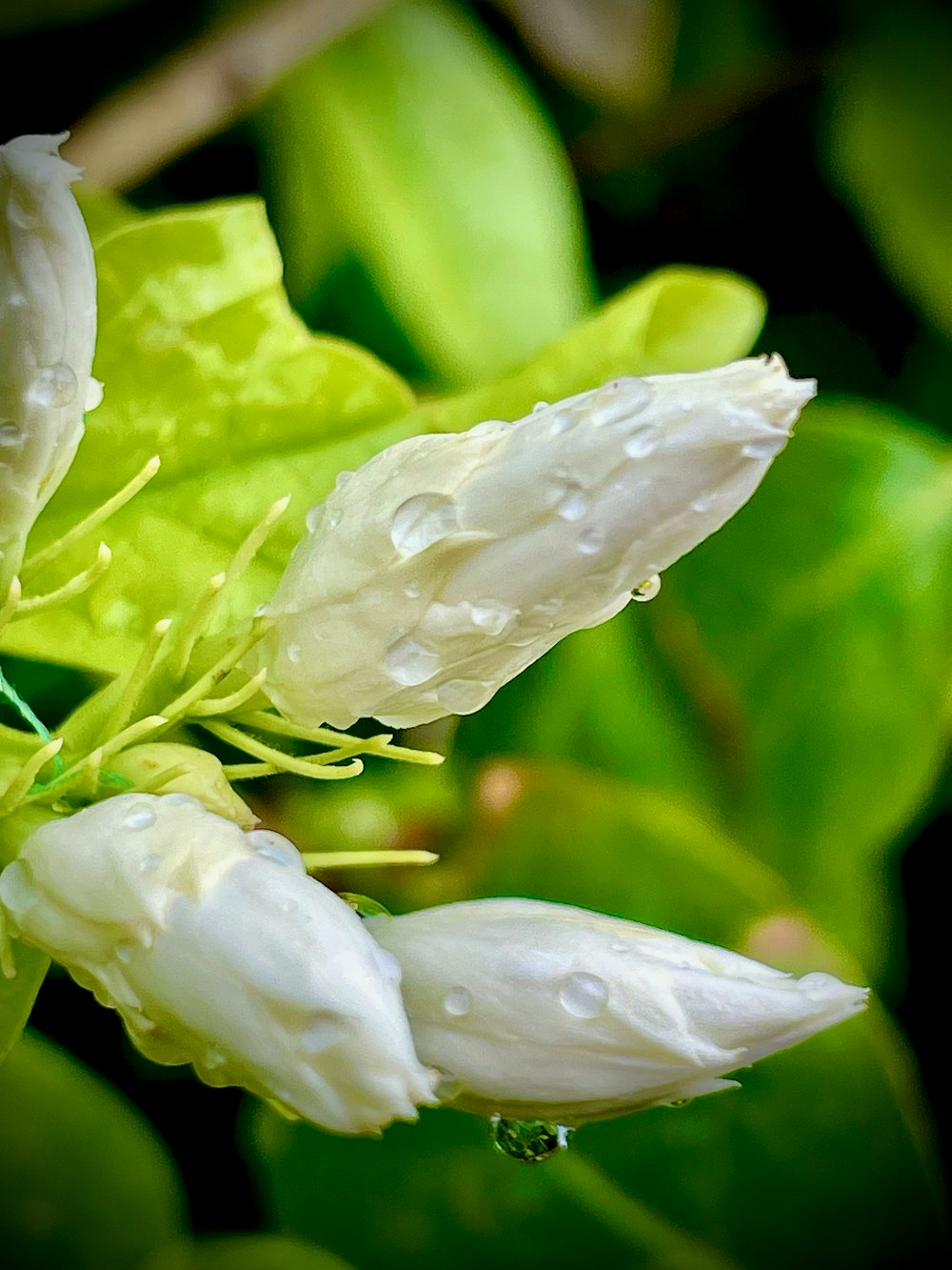 a white flower with water droplets on it