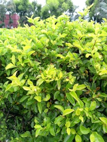A lush green hedge with vibrant leaves glistening in the light. The background features a few indistinct trees and a red brick structure partially visible amidst the greenery.