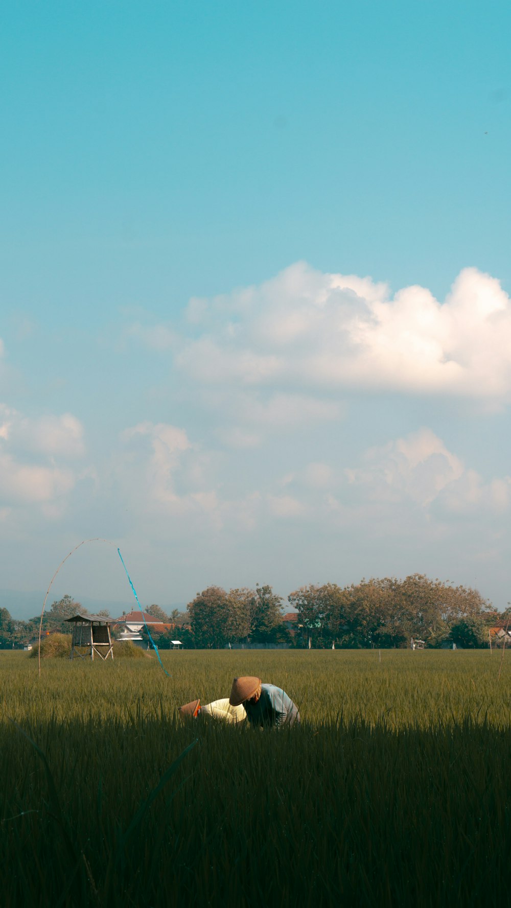 a person laying in a field of tall grass