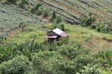 A small, rustic wooden shack with a corrugated metal roof is surrounded by lush green vegetation. The shack is set amidst rolling fields, with neat rows of crops and patches of dense greenery, including a variety of tall plants and trees.
