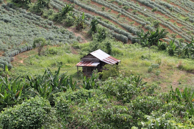 A small, rustic wooden shack with a corrugated metal roof is surrounded by lush green vegetation. The shack is set amidst rolling fields, with neat rows of crops and patches of dense greenery, including a variety of tall plants and trees.