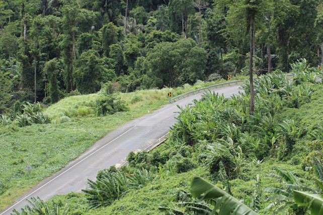 A winding road traverses through a lush, green forest. Dense foliage and tall trees surround the road, creating a serene and natural landscape. The road is bordered by thick vegetation with several banana plants visible.
