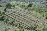 An expansive view of terraced agricultural fields covered with rows of crops. The landscape features lush green vegetation, with scattered trees and a backdrop of rolling hills. The soil between the rows has a reddish-brown hue, and the fields are organized in horizontal lines, showcasing careful cultivation.