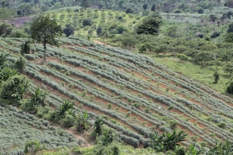 An expansive view of terraced agricultural fields covered with rows of crops. The landscape features lush green vegetation, with scattered trees and a backdrop of rolling hills. The soil between the rows has a reddish-brown hue, and the fields are organized in horizontal lines, showcasing careful cultivation.