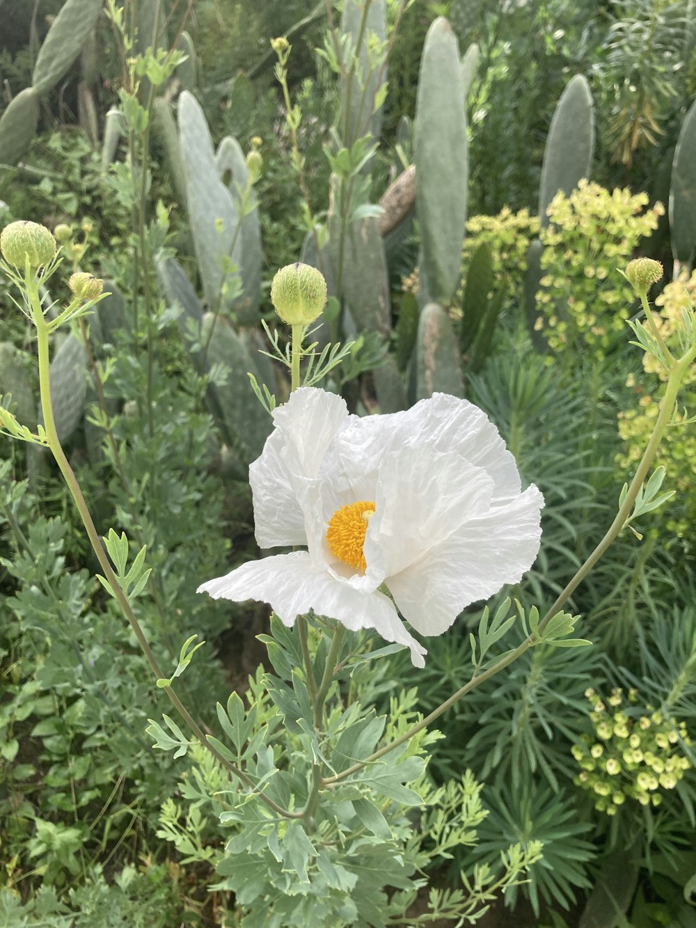 a white flower with a yellow center in a garden