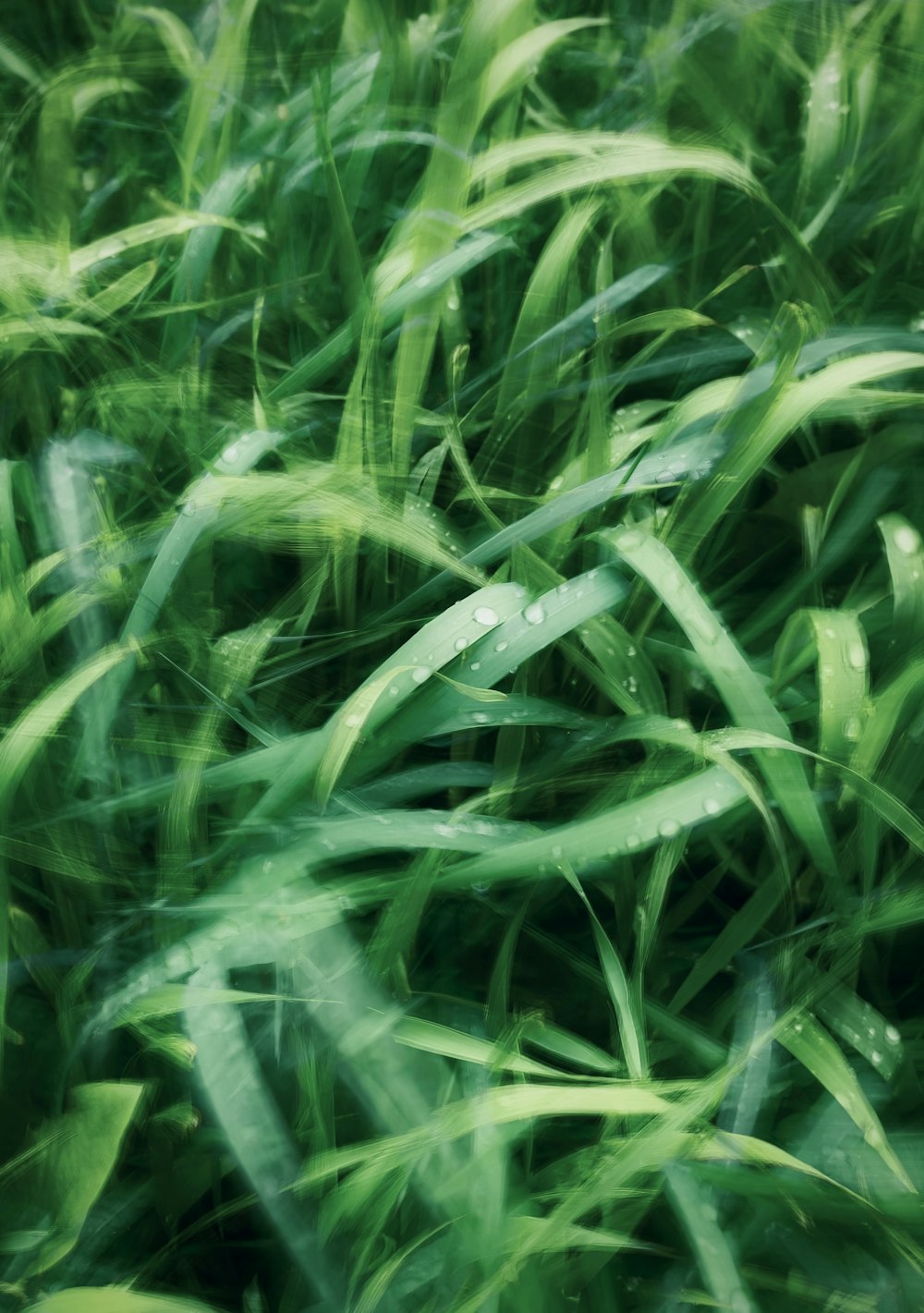 a blurry photo of grass with water drops