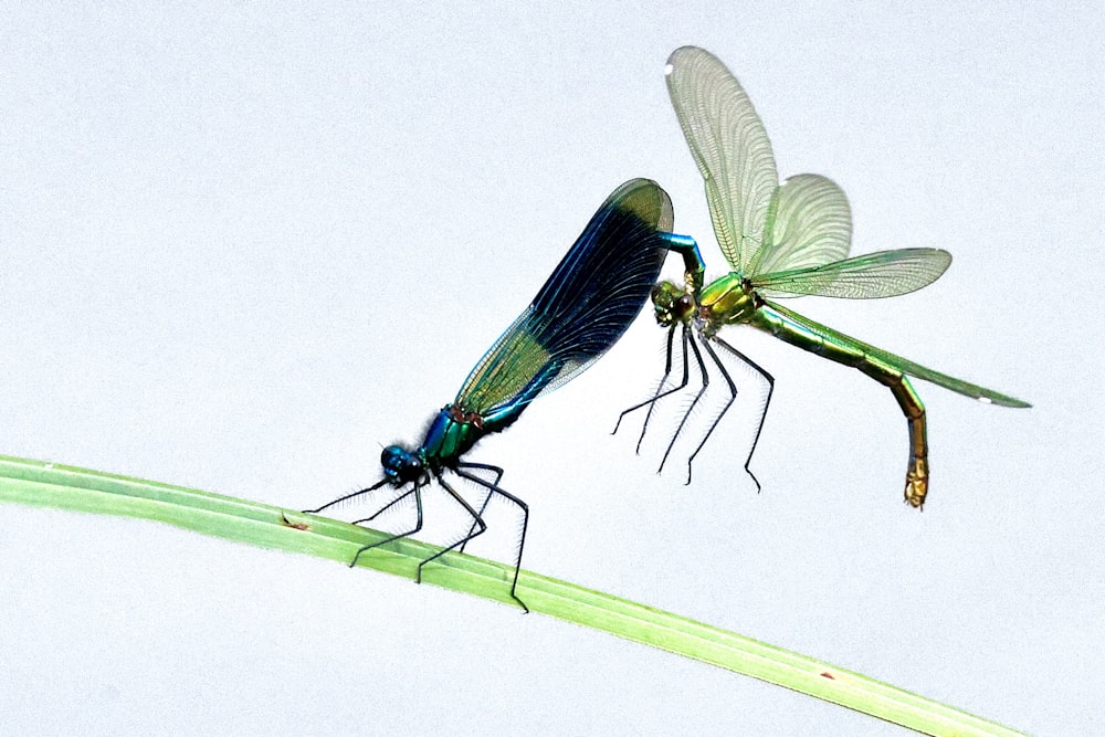 a couple of bugs sitting on top of a green plant