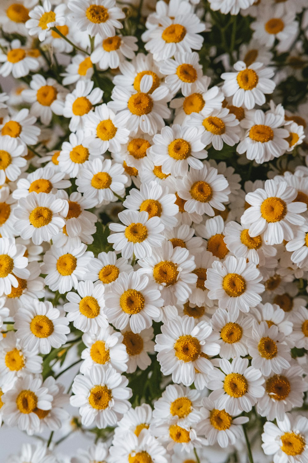 a bunch of white and yellow flowers in a vase