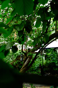 A bright garden scene with colorful flower pots and decorative lanterns hanging from tree branches.