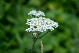 Close-up of aromatic yarrow blooms attracting local pollinators in a meadow-style lawn.