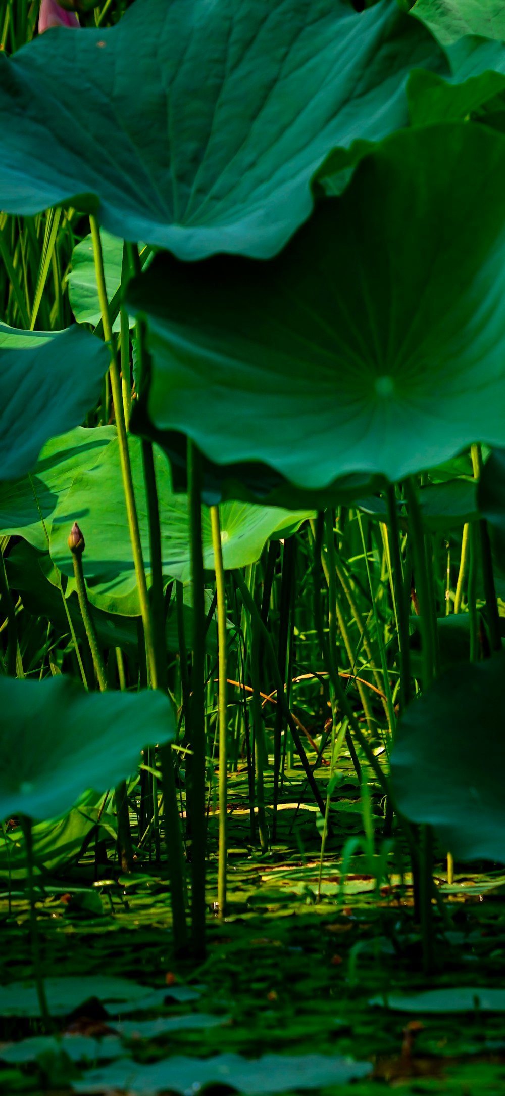 a group of large green leaves floating on top of a body of water