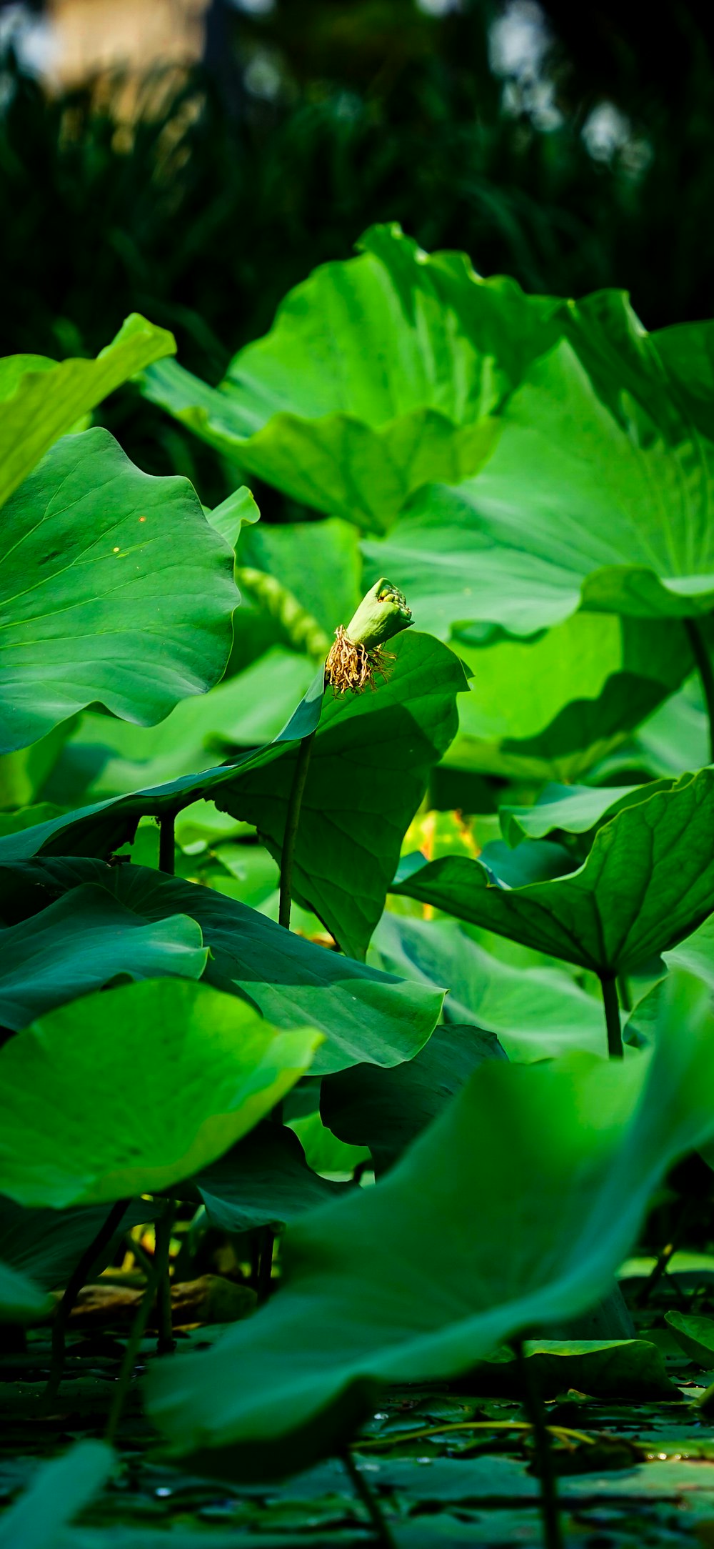 a large green leafy plant in the middle of a pond