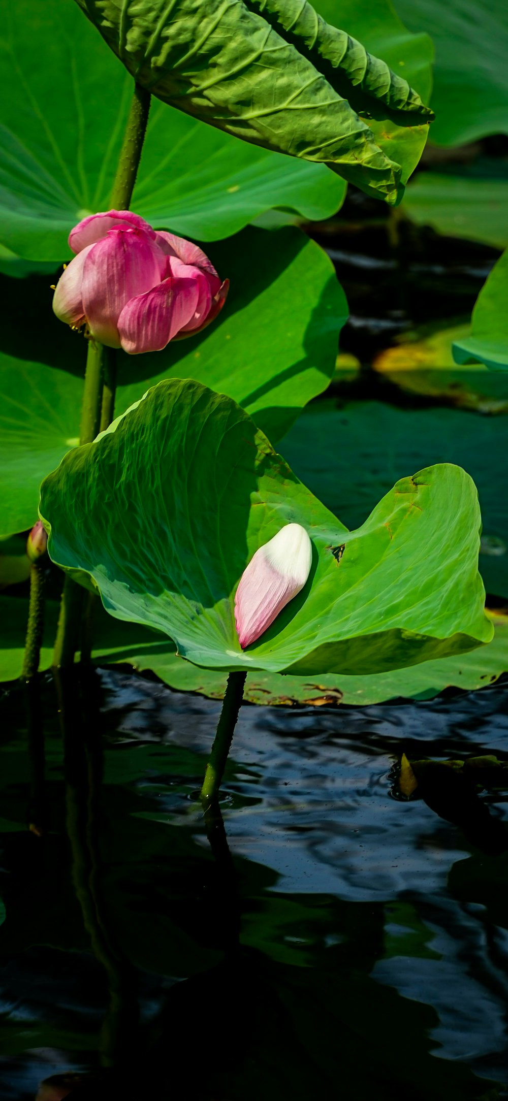 녹색 잎 위에 앉아 있는 분홍색 꽃 두 개