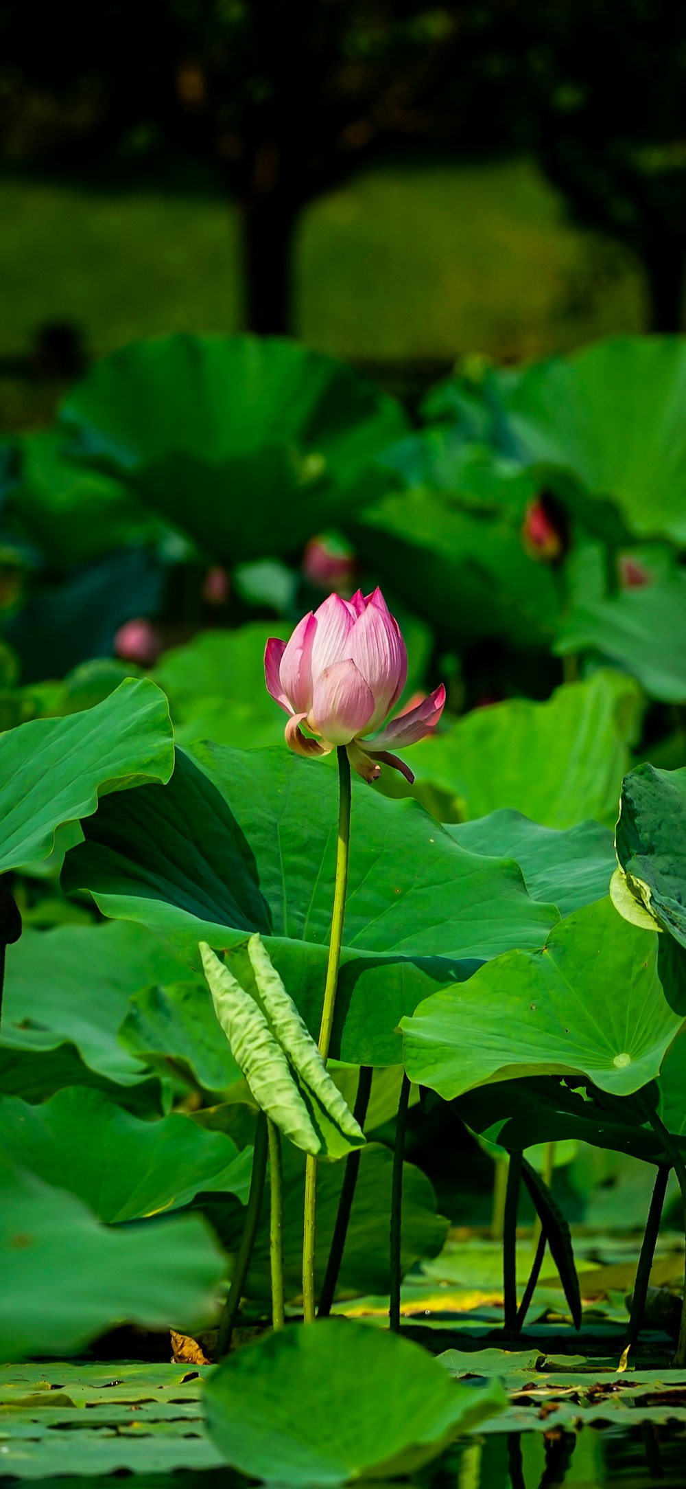 a pink lotus flower in the middle of a pond