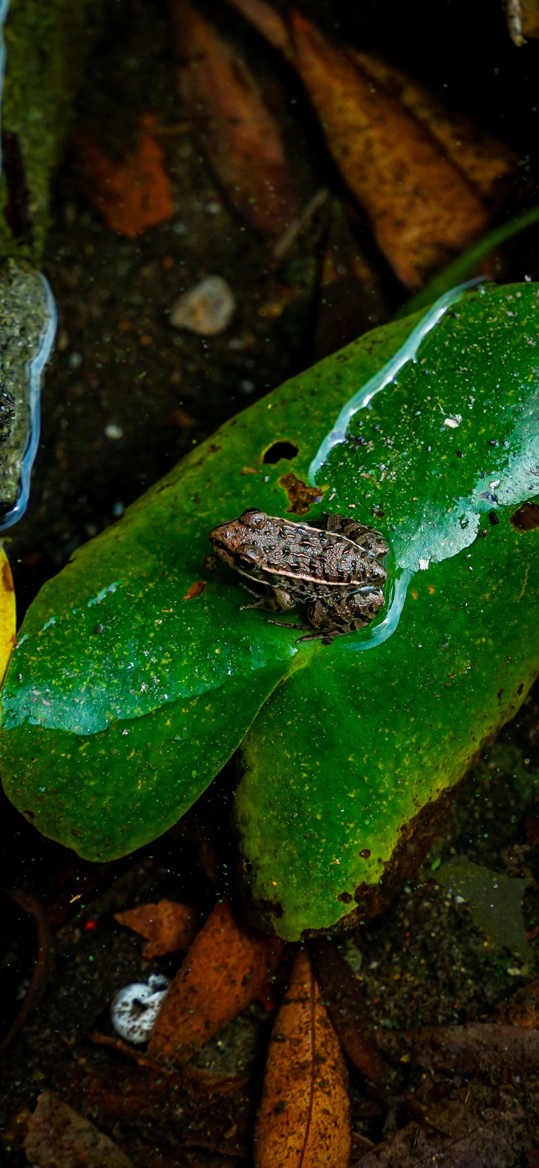 Une grenouille assise sur une feuille verte dans l’eau