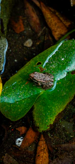 A small frog resting on a leaf above a gently flowing stream within the Waldviertel nature reserve.