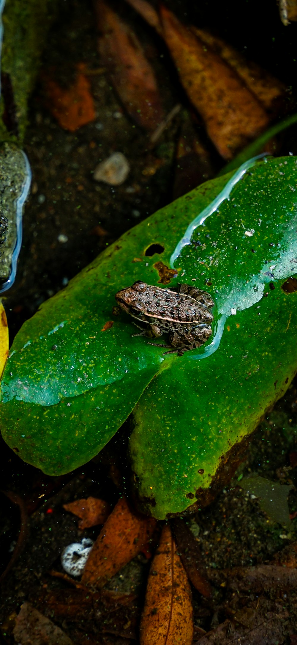 a frog sitting on a green leaf in the water