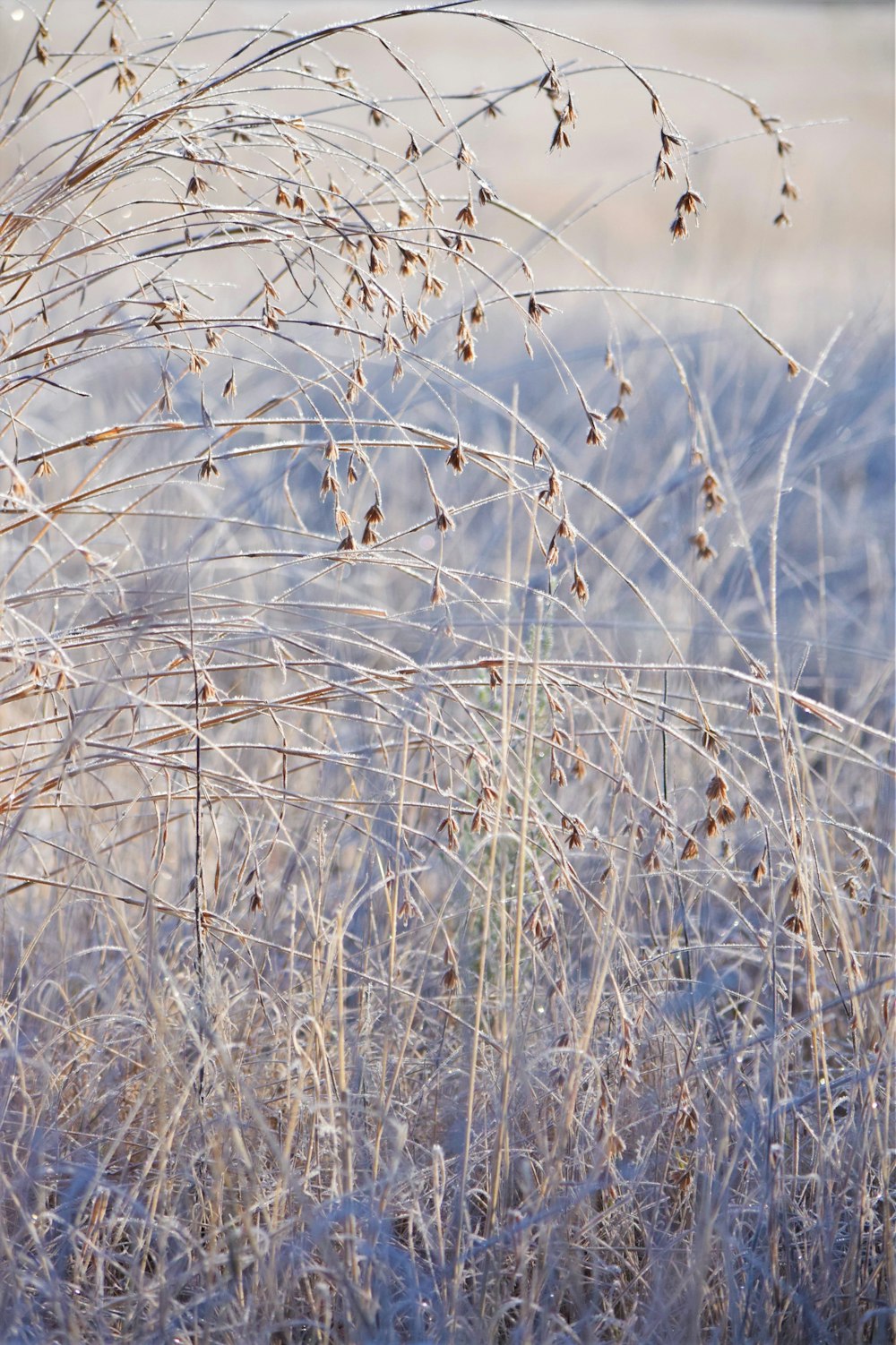 a field with a bunch of tall dry grass