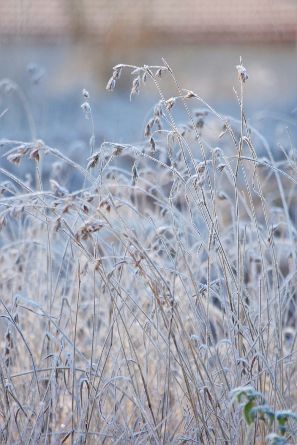 a close up of a bunch of grass with a building in the background