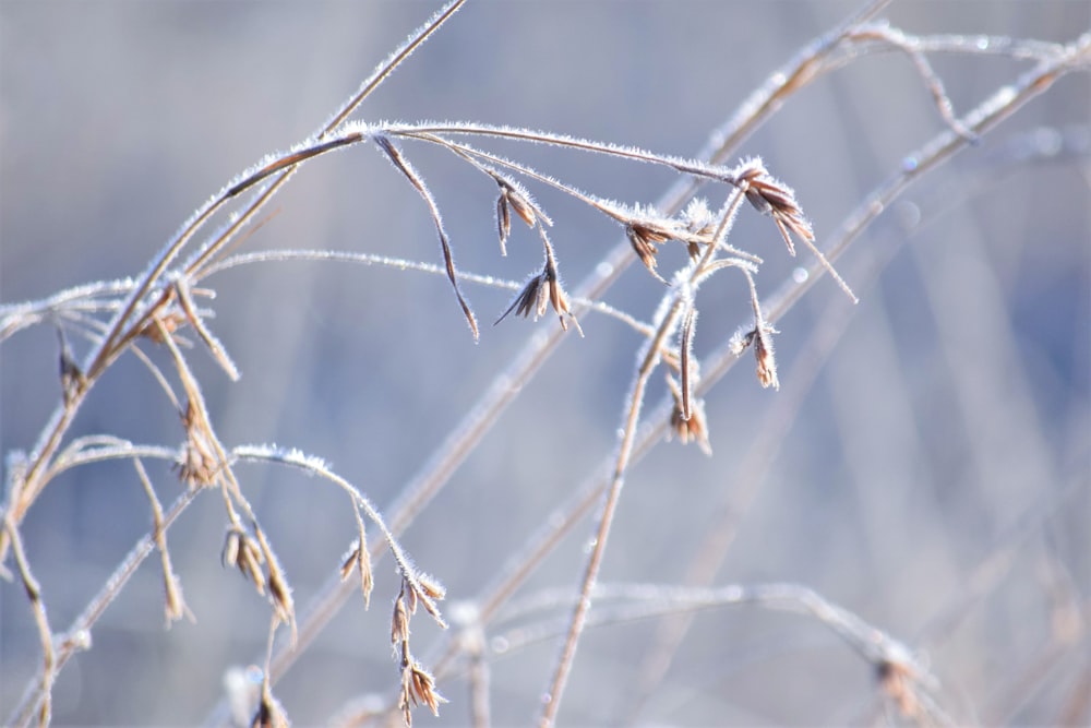 a close up of a plant with frost on it