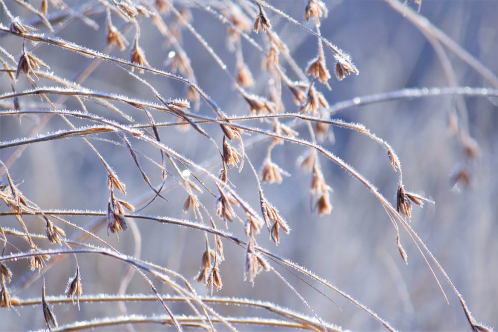 a close up of a plant with frost on it