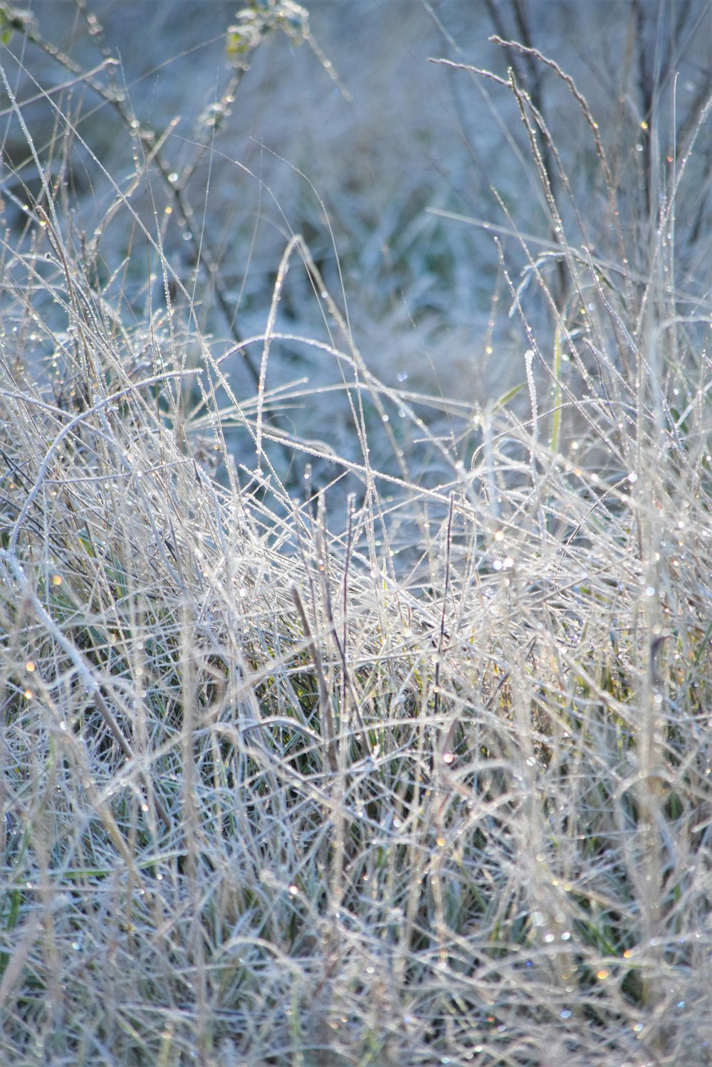 a bird is standing in the tall grass