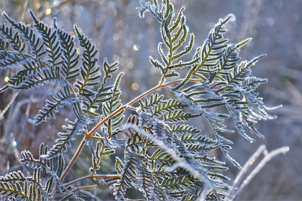 a close up of a plant with frost on it