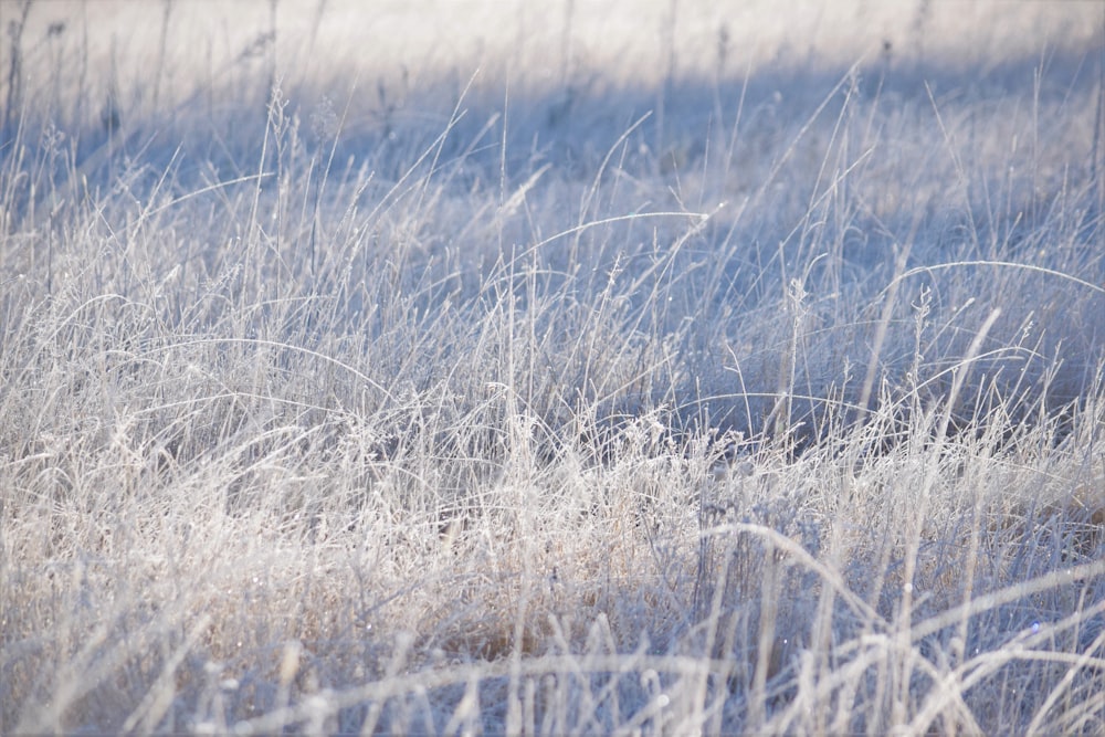 a field of tall grass covered in frost