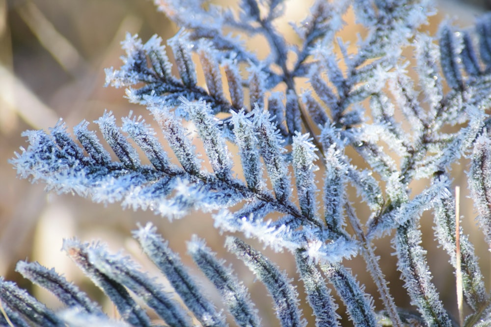 a close up of a plant with frost on it