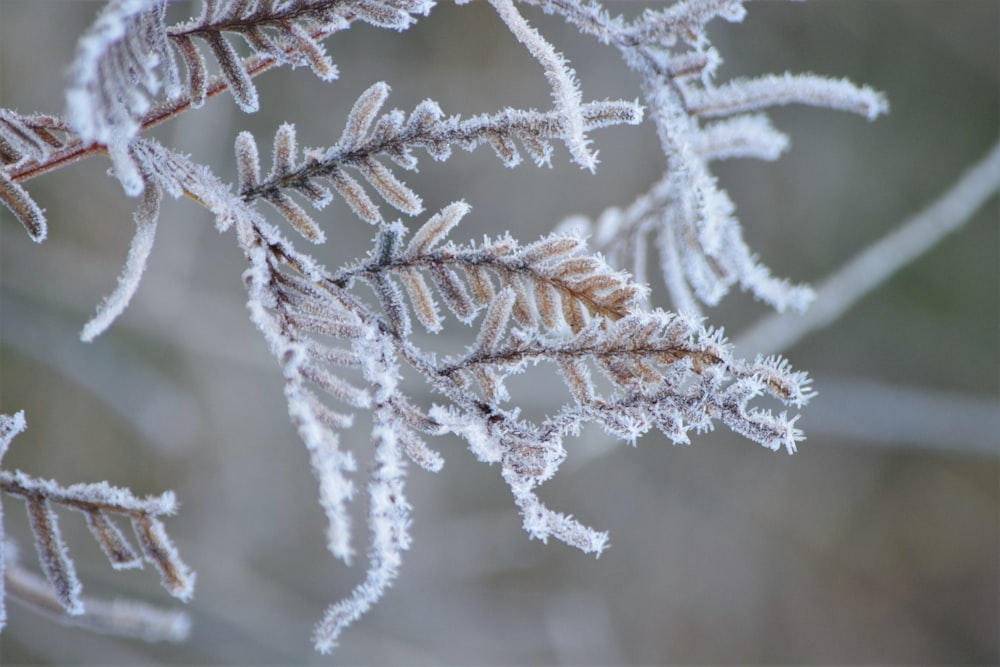 a close up of a plant with frost on it