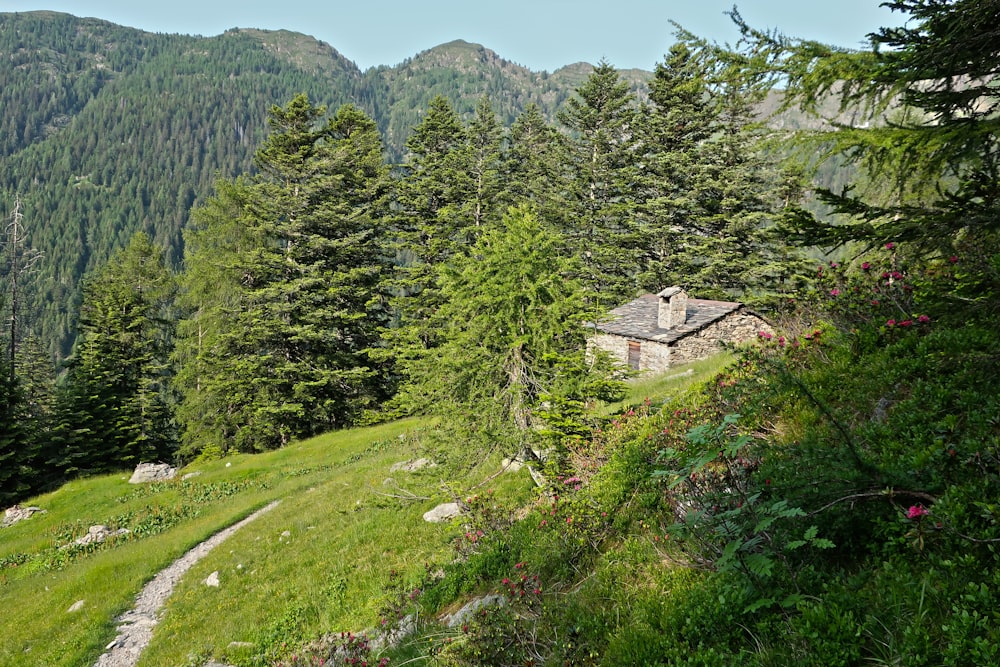 a house on a hill surrounded by trees