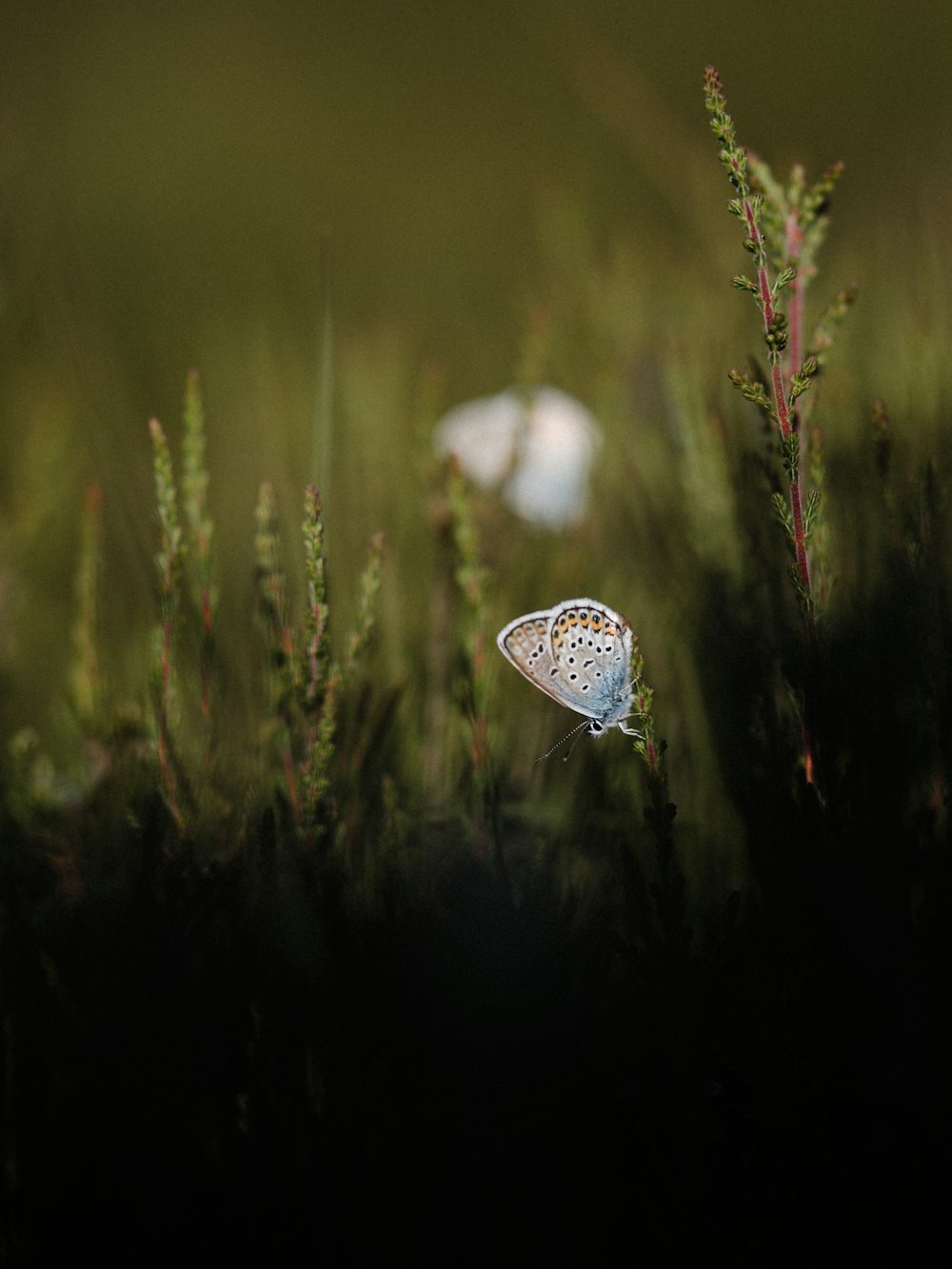 a small blue butterfly sitting on top of a green plant