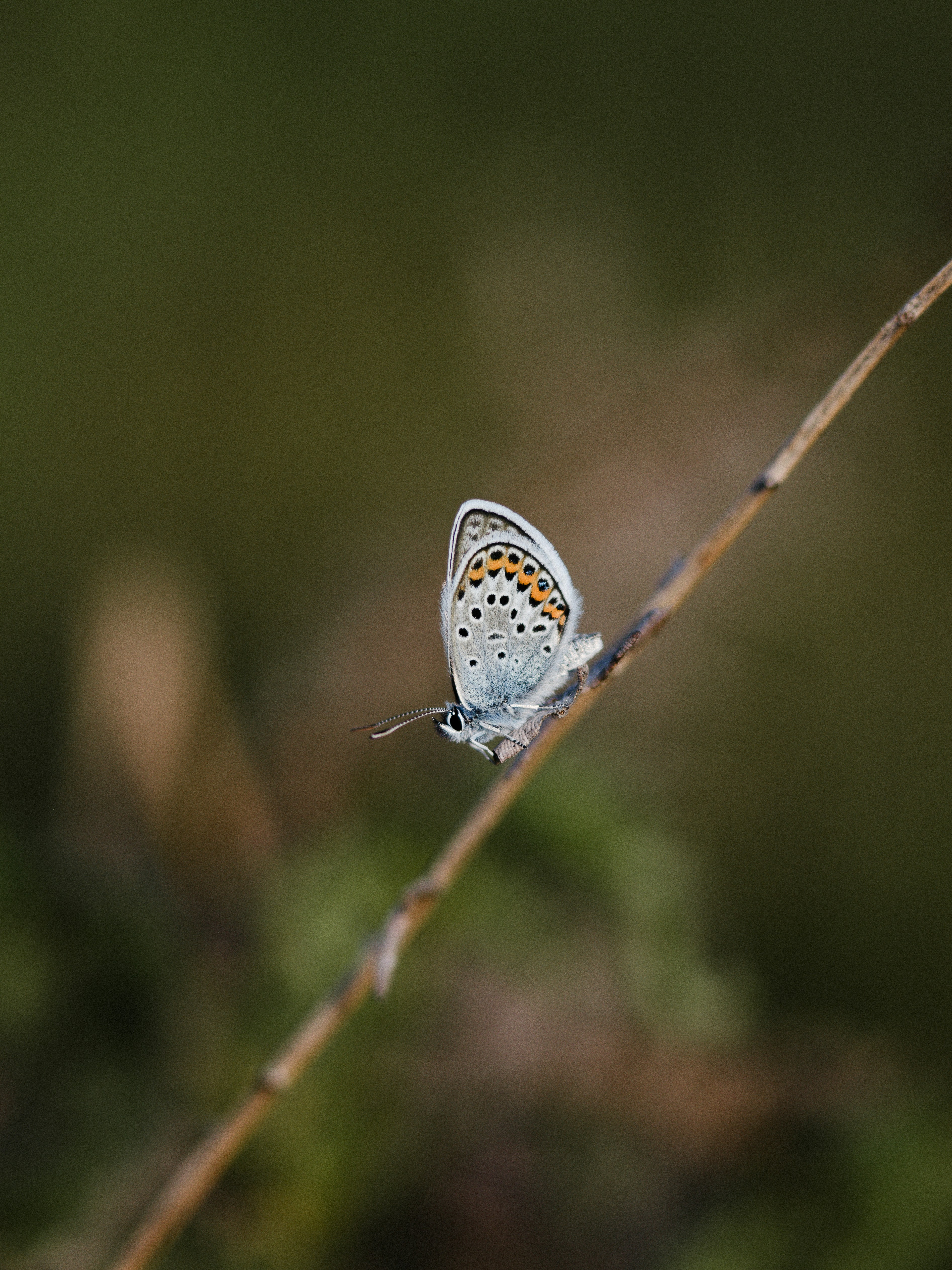 Photo by anniespratt
