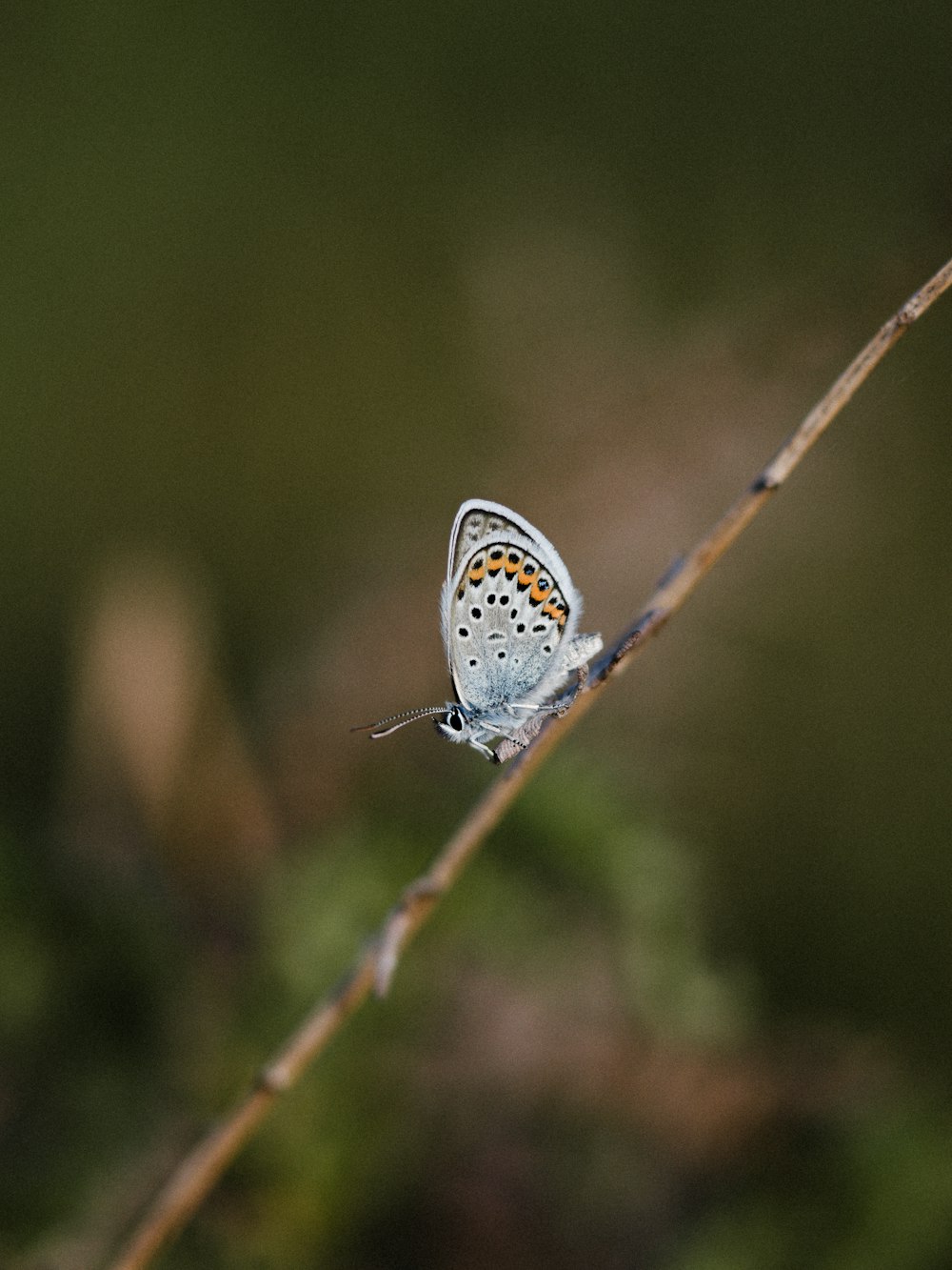a small blue butterfly sitting on top of a leaf