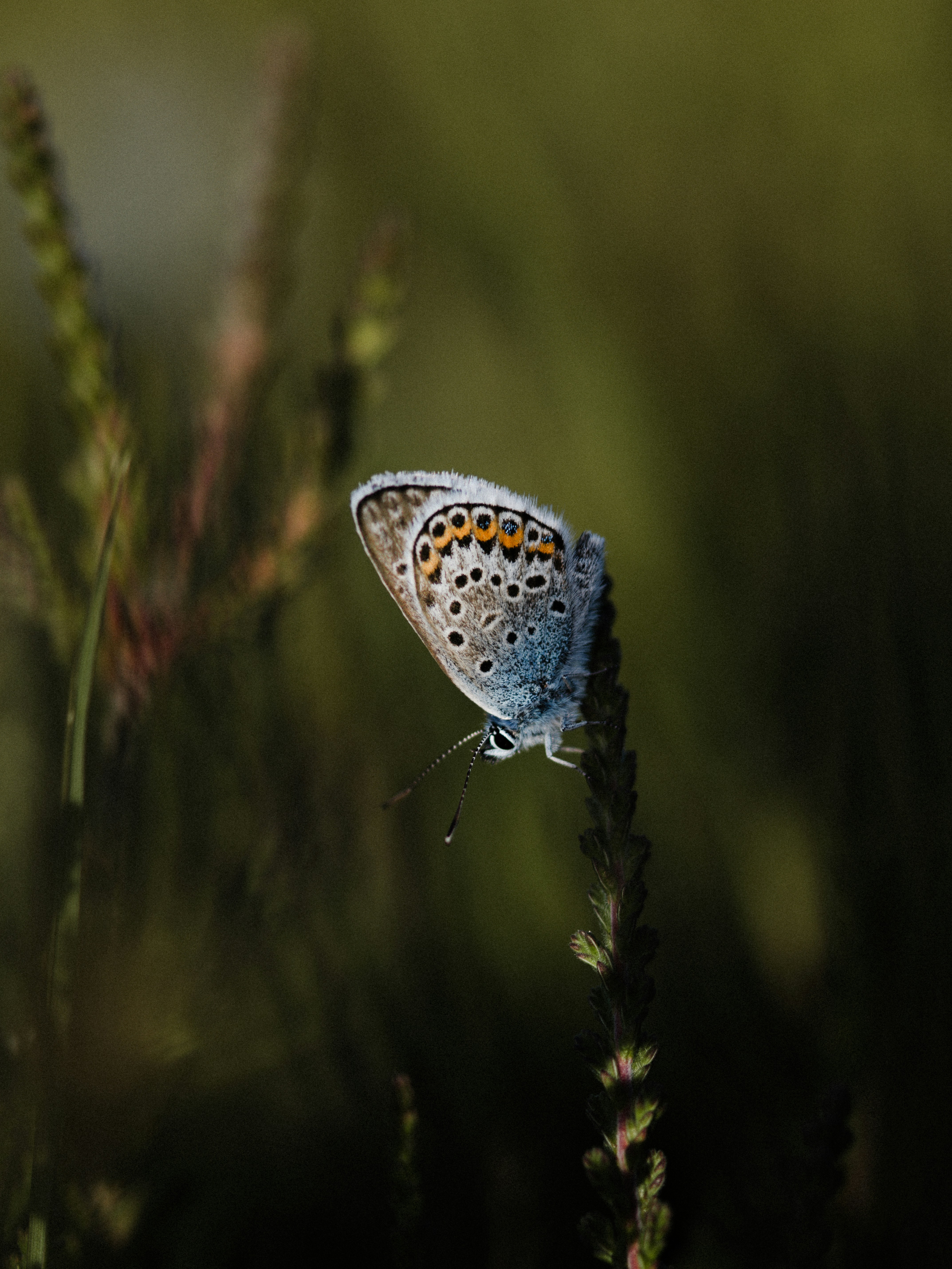 Photo by anniespratt