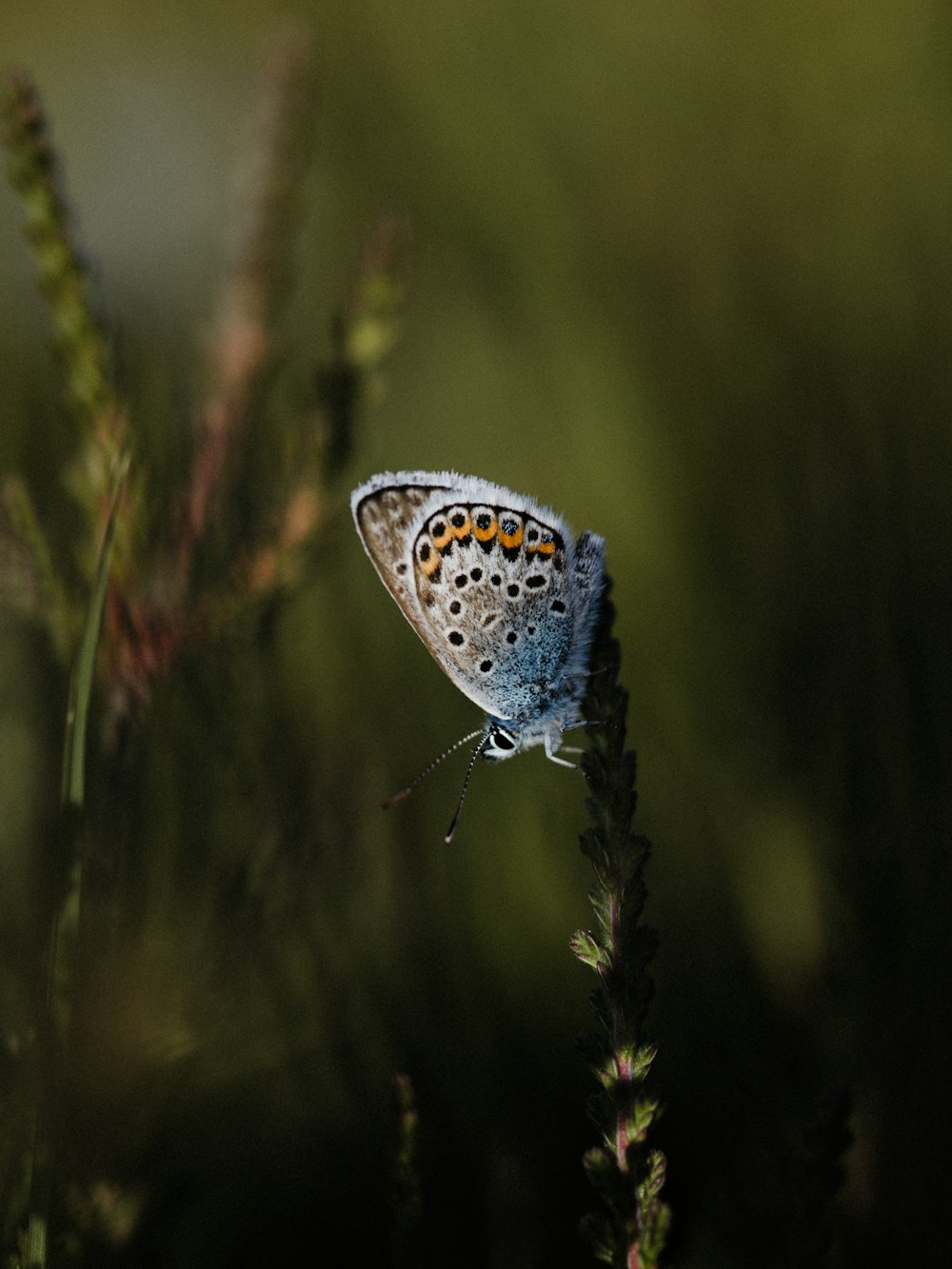 Una pequeña mariposa azul sentada encima de una planta