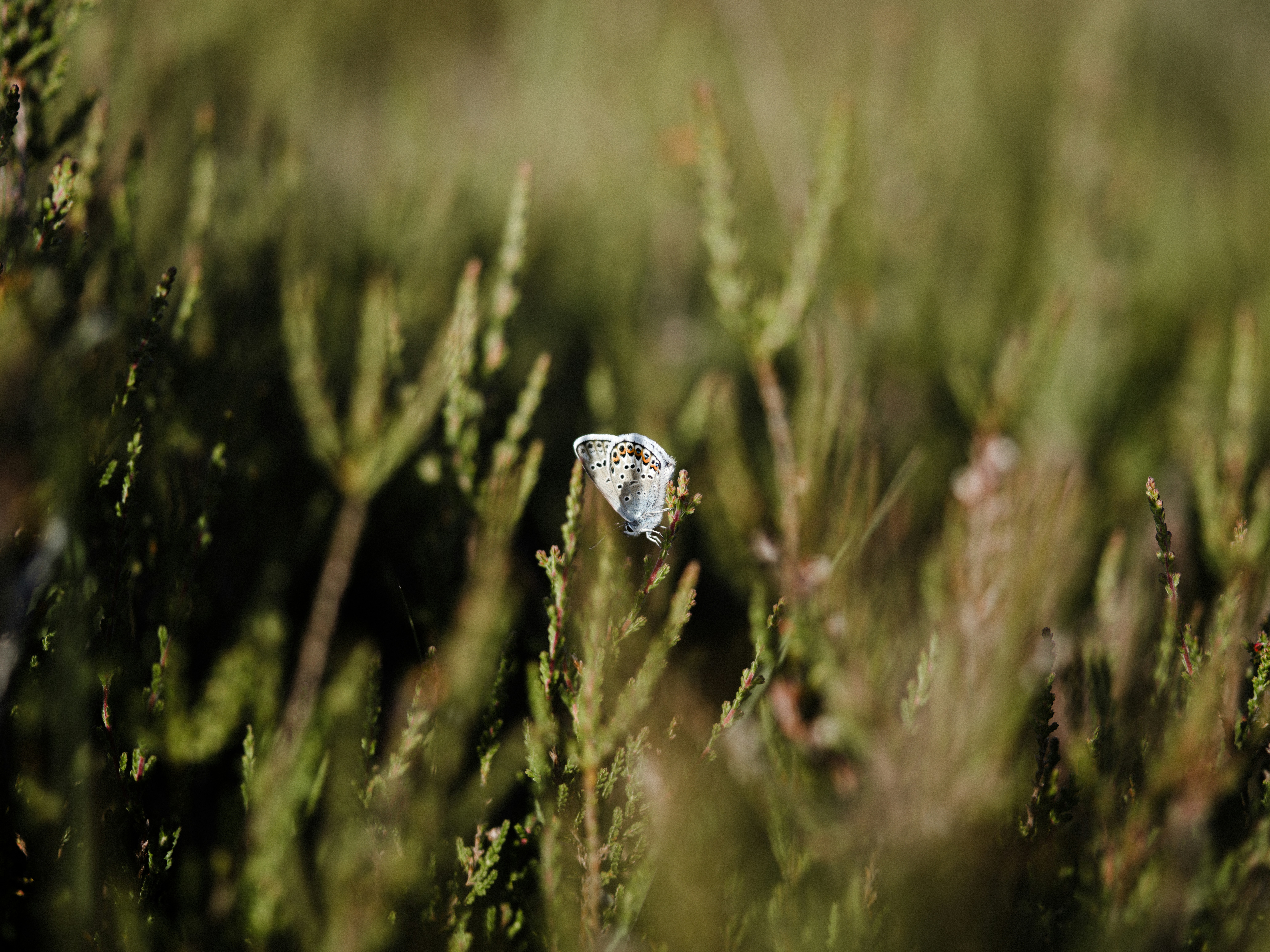 Photo by anniespratt