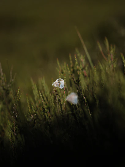 A serene scene of a butterfly gently resting on a cross bathed in soft morning light.