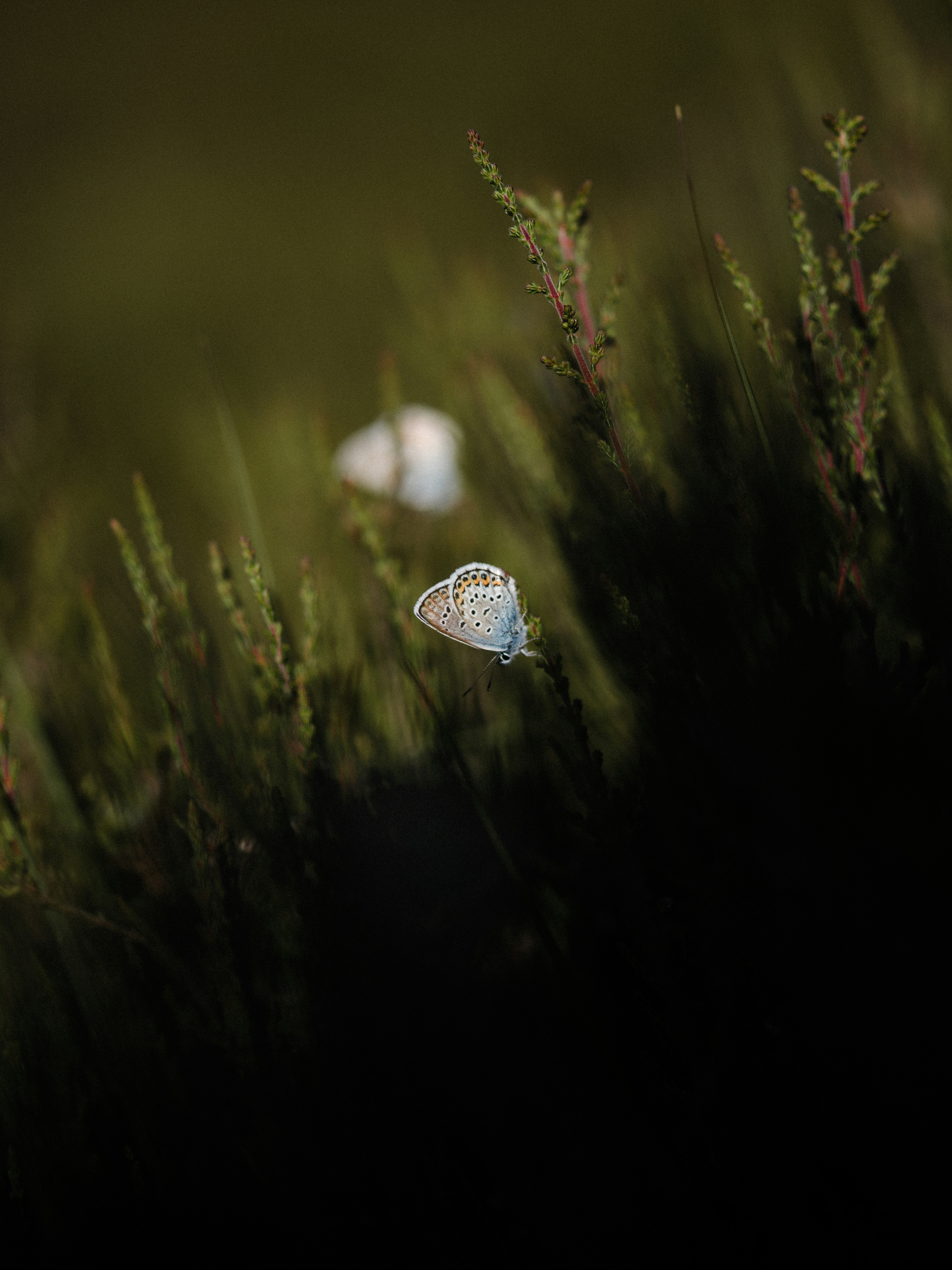 Photo by anniespratt