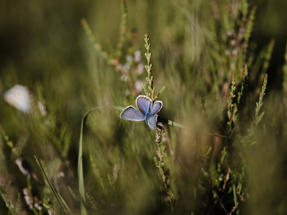 a small blue butterfly sitting on top of a green plant