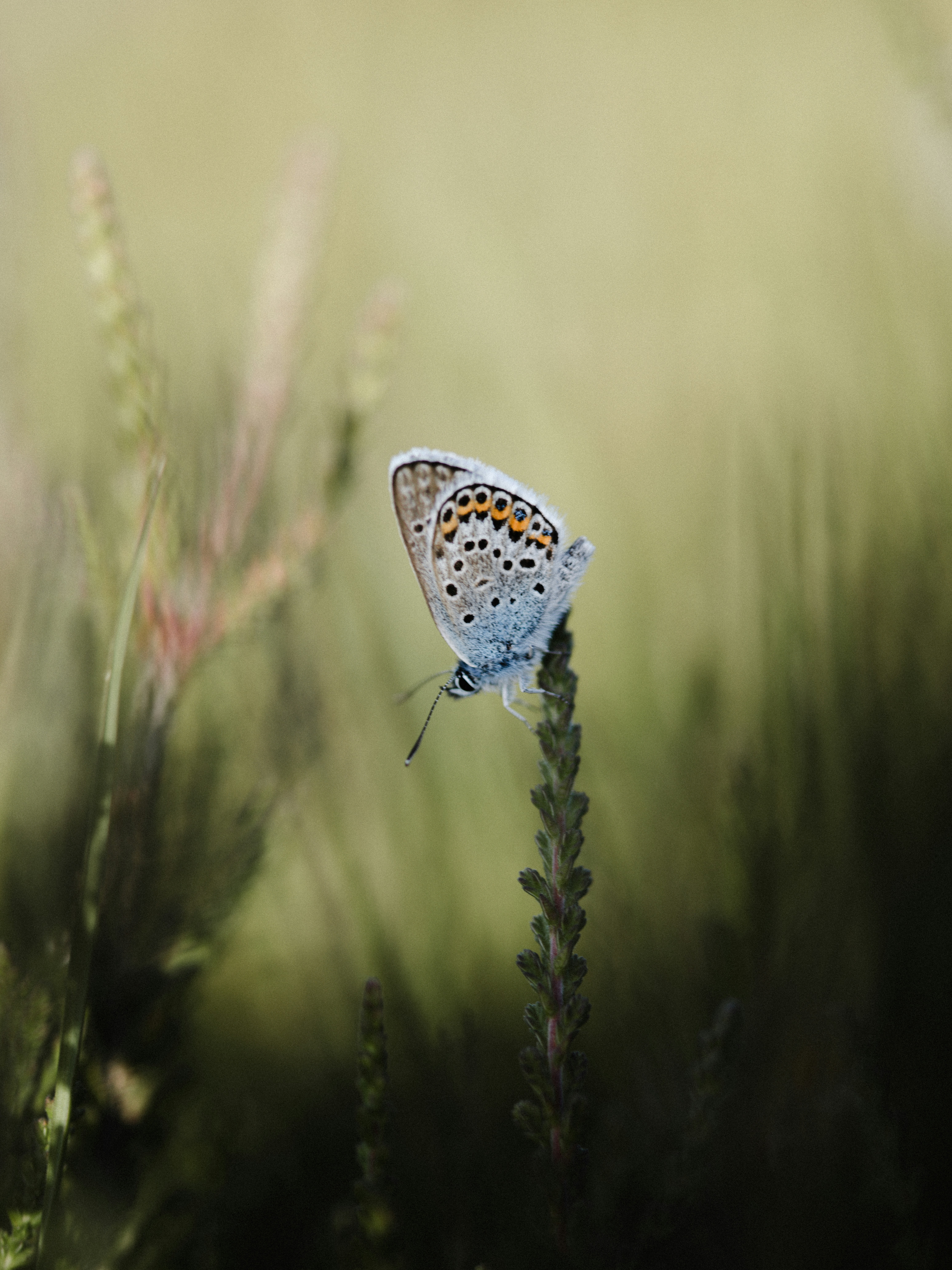 Photo by anniespratt